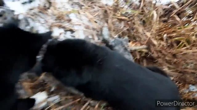 РУССКО-ЕВРОПЕЙСКАЯ ЛАЙКА, РАБОТА МОИХ СОБАК. смотреть онлайн