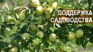 Фермер Василе Берзой. О программе развития садоводства в Белгородской области. Субсидии для бизнеса