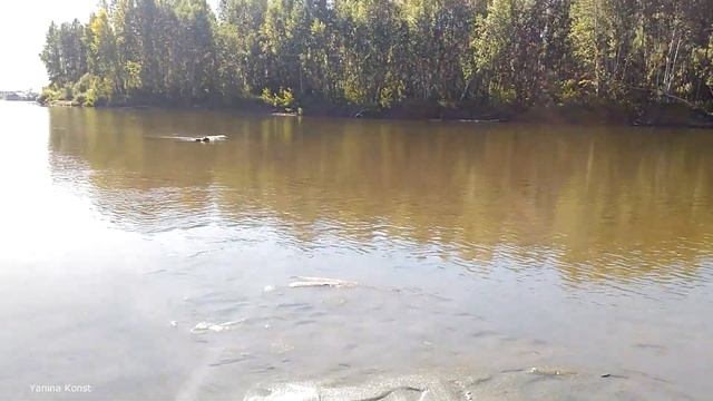 Река Бия.Природа Алтая.Город Бийск.River Biya/Nature Altay/Biysk смотреть онлайн
