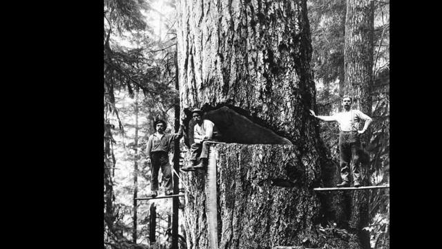 Где старые деревья ? Почему на земле нет деревьев старше 200 - 300 лет На земле нет настоящих лесо смотреть онлайн