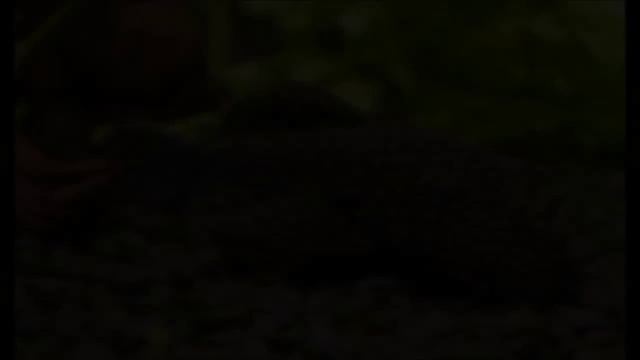Анциструс обыкновенный (Ancistrus Dolichopterus) смотреть онлайн