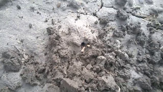 Detech Chaser-Удачный КОП! Снова Поле, Снова Грязь!