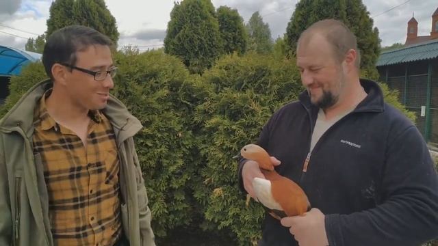 Пока все дома, расскажем об удивительной красной утке, которая гнездится на небоскребах и в норах. смотреть онлайн