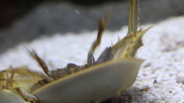 Horseshoe Crab Flipped Over