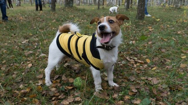 Тот самый умник из фильма Маска, твой настоящий друг ДЖЕК РАССЕЛ ТЕРЬЕР. смотреть онлайн