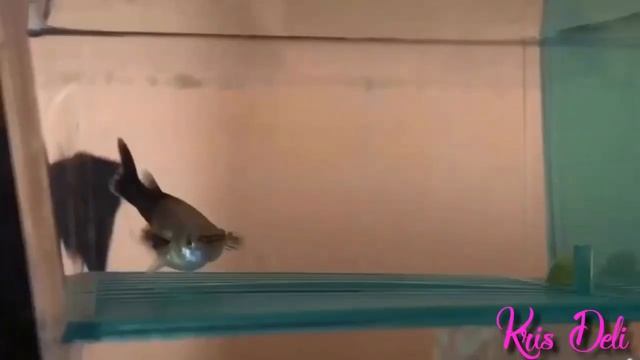 ГУППИ РОДИЛА! Рождение мальков гуппи. Как рождаются гуппи? смотреть онлайн