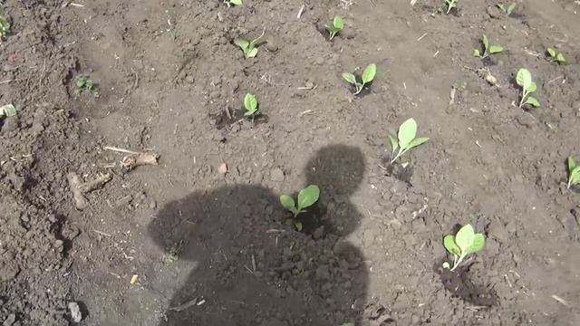 Высаживаю рассаду табака в открытый грунт смотреть онлайн