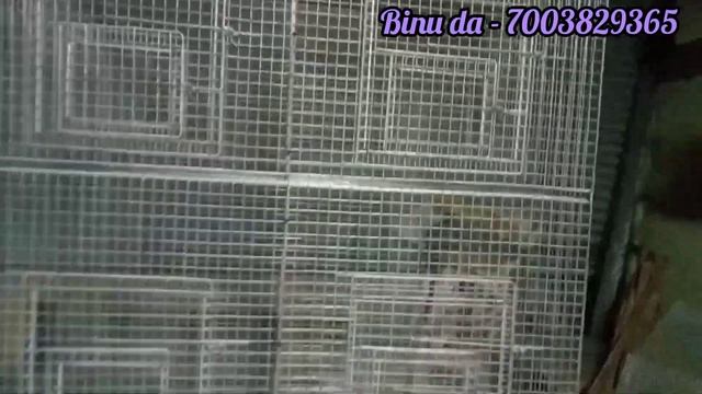 Love birds and Java birds cage ??❤ смотреть онлайн