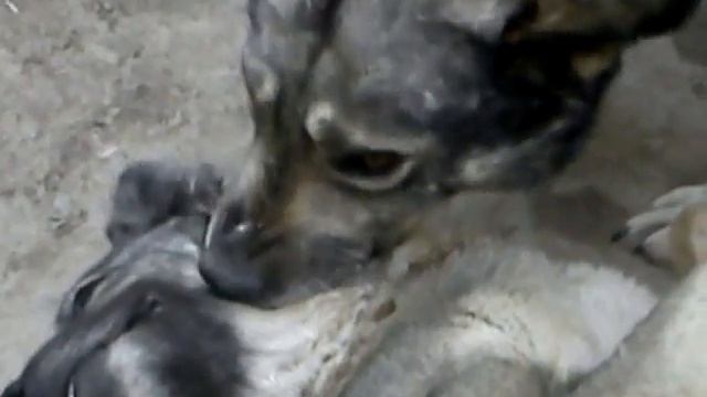 Волк и собака(wolf ) смотреть онлайн