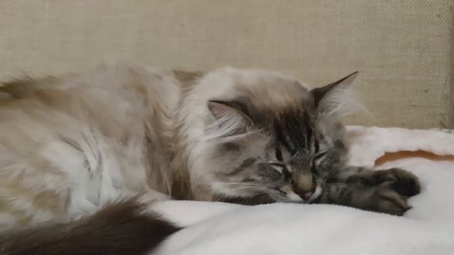 У меня заболел котенок. смотреть онлайн