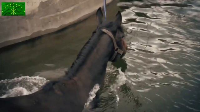 ЧЕРКЕССКАЯ лошадь - КАБАРДИНСКАЯ порода. Circassian (Kabardian) horse. смотреть онлайн