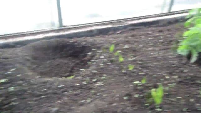 НА УЛИЦЕ СНЕГ, А В ТЕПЛИЦЕ ОАЗИС ВЫСАДКА ТОМАТОВ В ТЁПЛЫЙ ГРУНТ С ПОДОГРЕВОМ смотреть онлайн