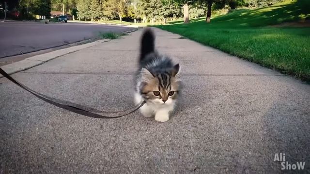 20 вещей с Aliexpress от которой ты офигеешь  Лучшее на Алиэкспресс  КОНКУРС