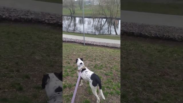 Собака на прогулке | Стафф или питбуль) смотреть онлайн