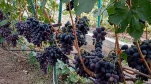 @Виноград Черный кристалл. Хороший виноград