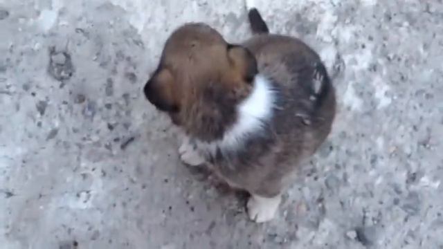 наши щеночки. смотреть онлайн