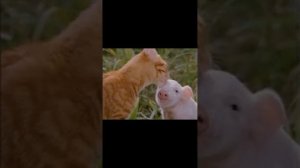 варан захотел съесть поросенка