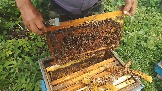 Расширение семей. Рут система смотреть онлайн