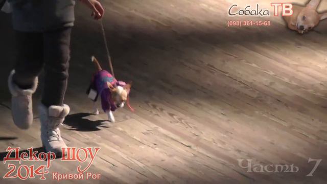 Показ собачьей моды на "Декор ШОУ 2014" в Кривом Роге, 02.02.14, часть 7) смотреть онлайн