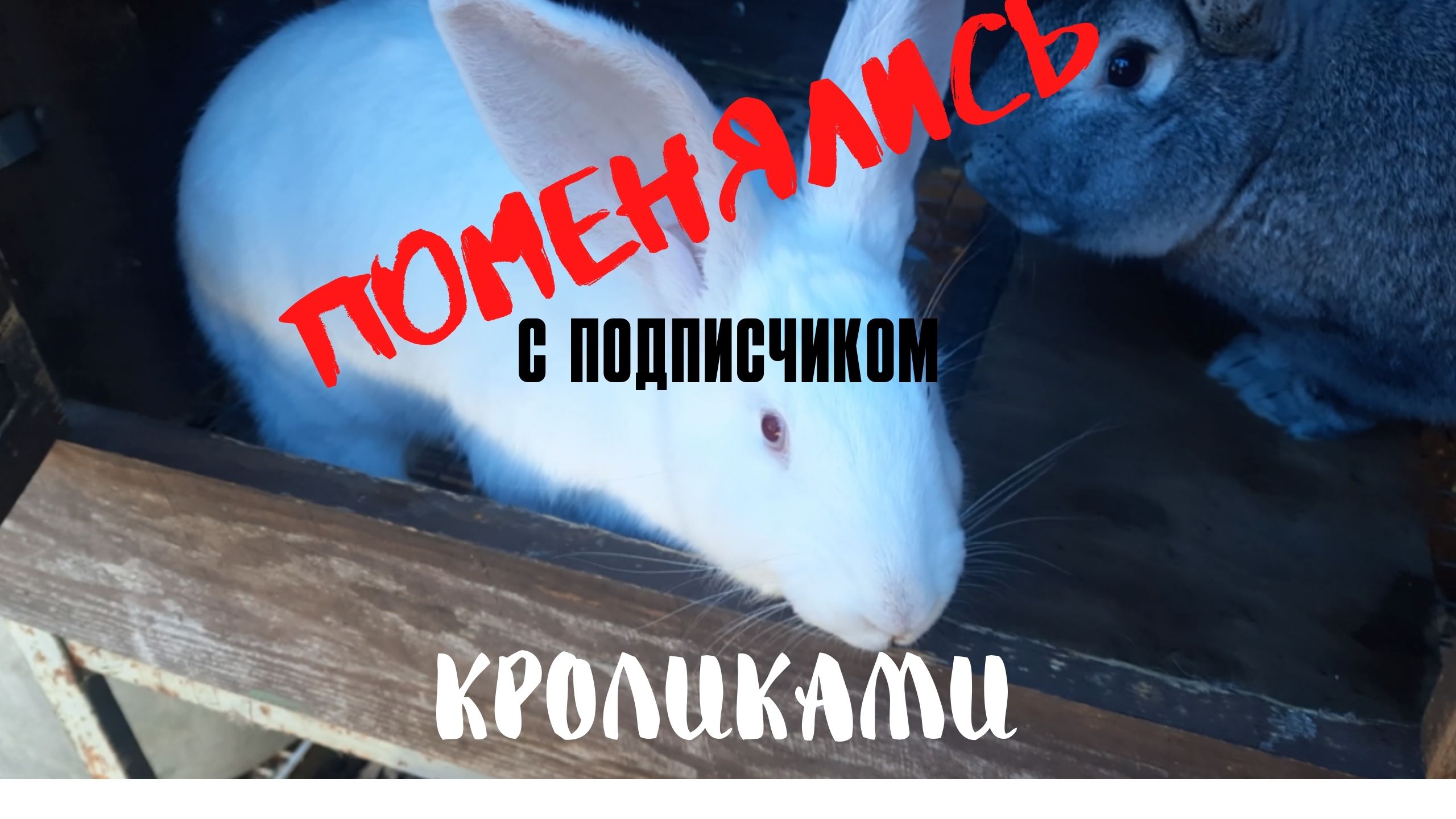 Меняемся кроликами с подписчиком. Ждем потомство. смотреть онлайн