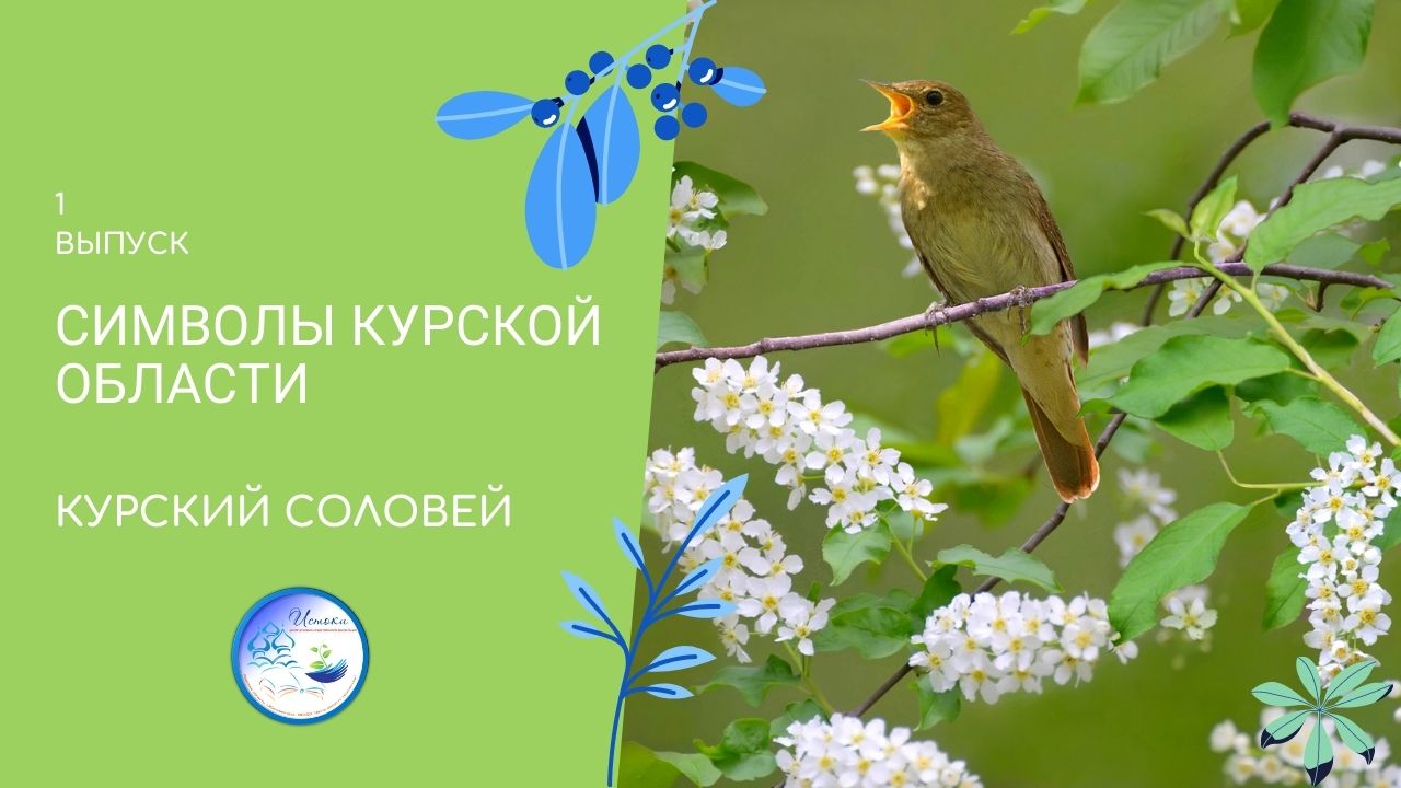 СИМВОЛЫ КУРСКОЙ ОБЛАСТИ -КУРСКИЙ СОЛОВЕЙ.mp4 смотреть онлайн