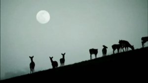 Что будет с землёй если все люди исчезнут ?