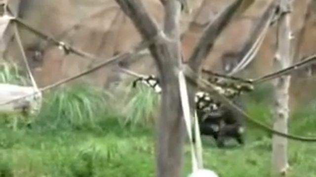 Две приколистки обезьяны смотреть онлайн