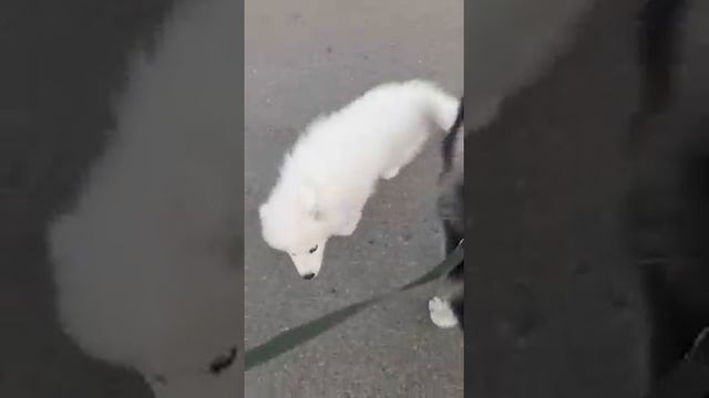 ХАСКИ И ШПИЦ ЧТО ВЫТВАРЯЮТ? смотреть онлайн