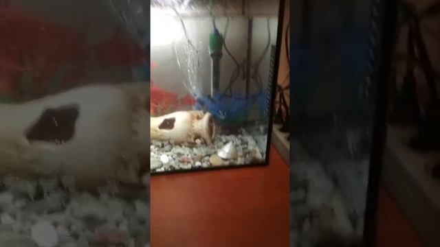 Джакузи для рыбок смотреть онлайн