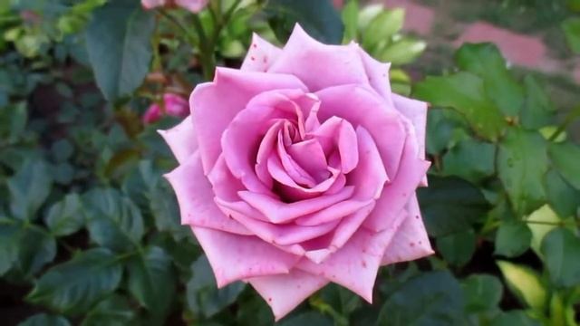 Rose Deep Water (Дип Вотер роза)