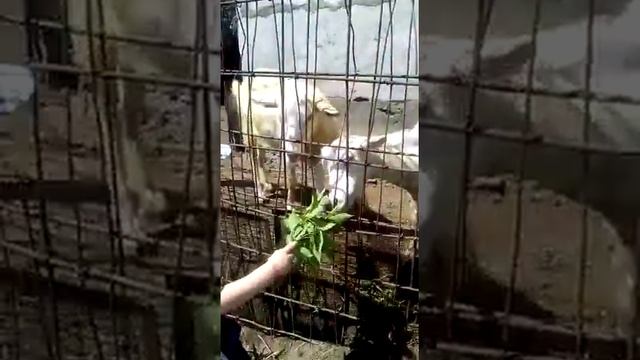 курицы и пацан смотреть онлайн