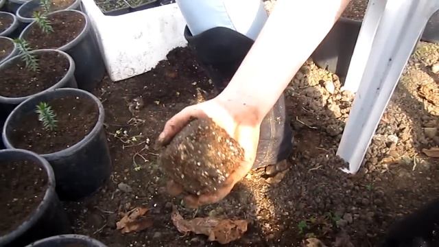 Araucaria Araucana Plant In Greenhouse - Monkey Puzzle Seedlings - Maymun Çıkmaz
