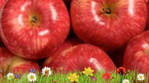 Яблоня канадская Мантет ? Обзор: посадка и уход. саженцы, крупномеры яблони: описание и особенности