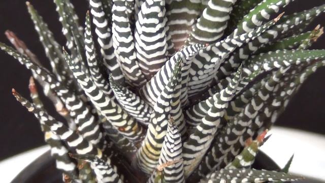 Haworthia attenuata cv "Wide Zebra" смотреть онлайн