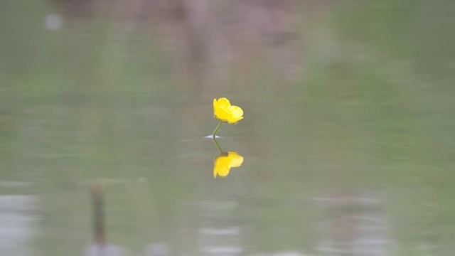 Юпитер-11 на Olympus OM-D EM 10 Mark II смотреть онлайн