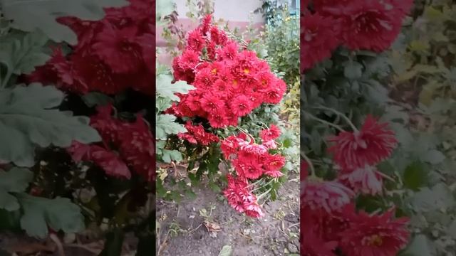 Осіння красуня - хризантема смотреть онлайн