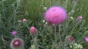 Чертополох он же татарник.Отличный медонос и пыльценос северо крымских степей.