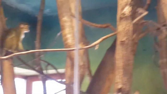 ПРАЖСКИЙ ЗООПАРК смотреть онлайн