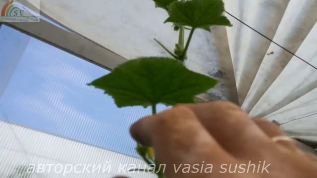 Формирование плетей огурцов в теплице.Нужно ли прищипывать огурцы в теплице.Как прищипывать огурцы смотреть онлайн