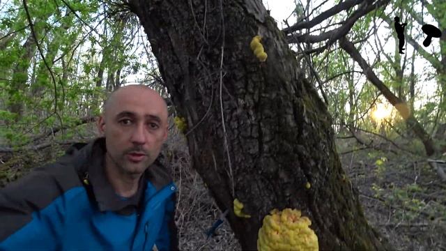 Трутовик серно-жёлтый ТСЖ - самый вкусный гриб смотреть онлайн