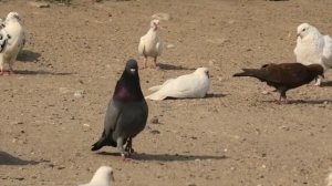 Бакинские голуби Алиева Нурали в Баку!