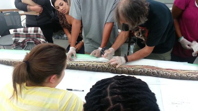 Dissecting a 9 Foot Python with Dr. Paul Andreadis смотреть онлайн