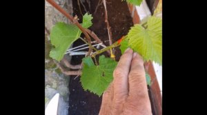 Нормировка винограда перед цветением