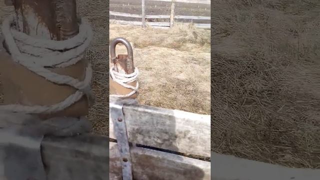 Мотоблок Зубр смотреть онлайн