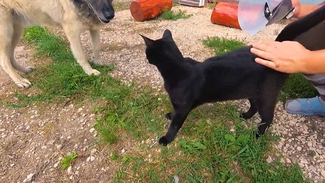 Кот Сет, снимаем воротник и отпускаем ))) смотреть онлайн