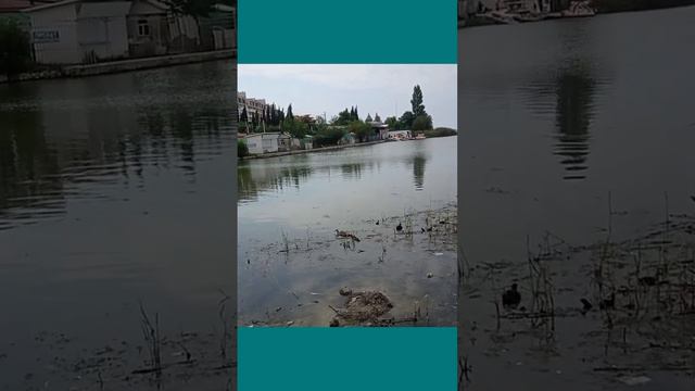 про утят 🦆#кря #утята #Крым #омега смотреть онлайн