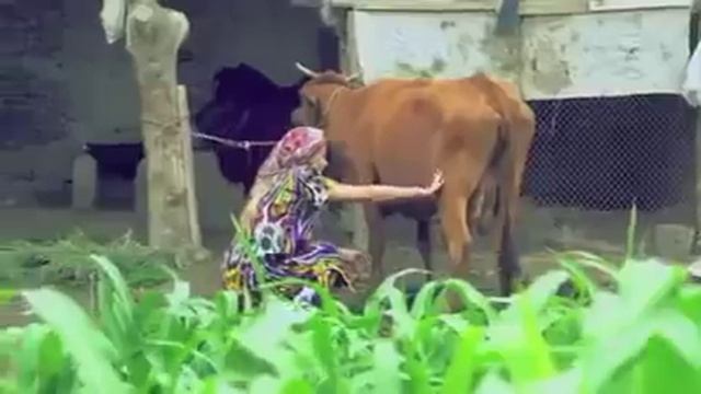 Узбекский прикол?? смотреть онлайн