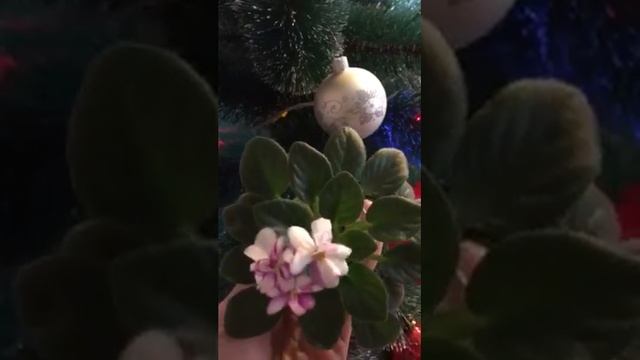 С Новым годом ?фиалка Балчуг Протеже(И.Мелехин) смотреть онлайн