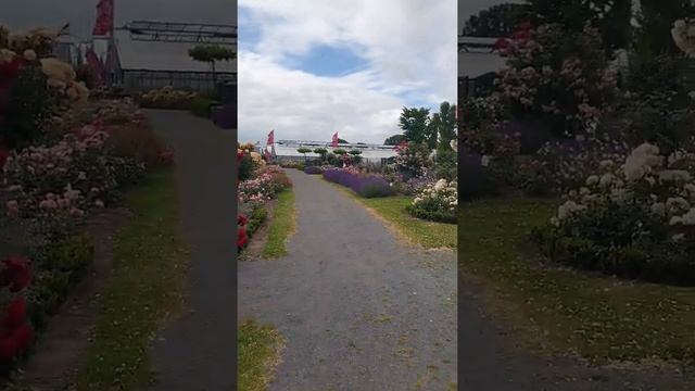 Розы Kордес июль 2019. часть 3 смотреть онлайн