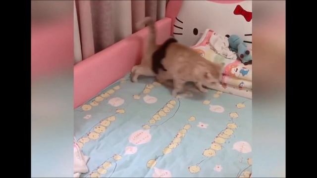 Funniest Animals 2023 | Best Cats and Dogs Videos | lazy cats смотреть онлайн